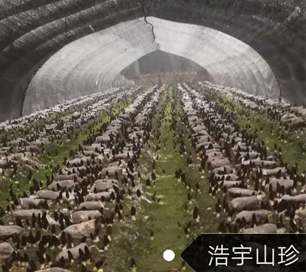 &#20048;&#40060;